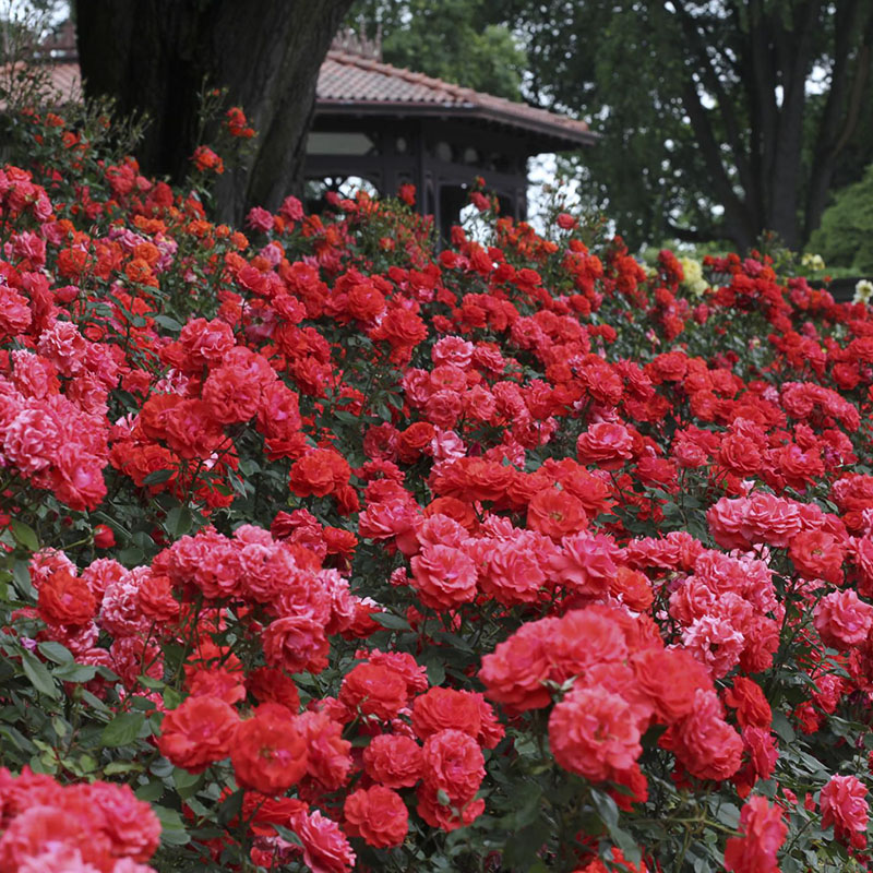 floribunda
