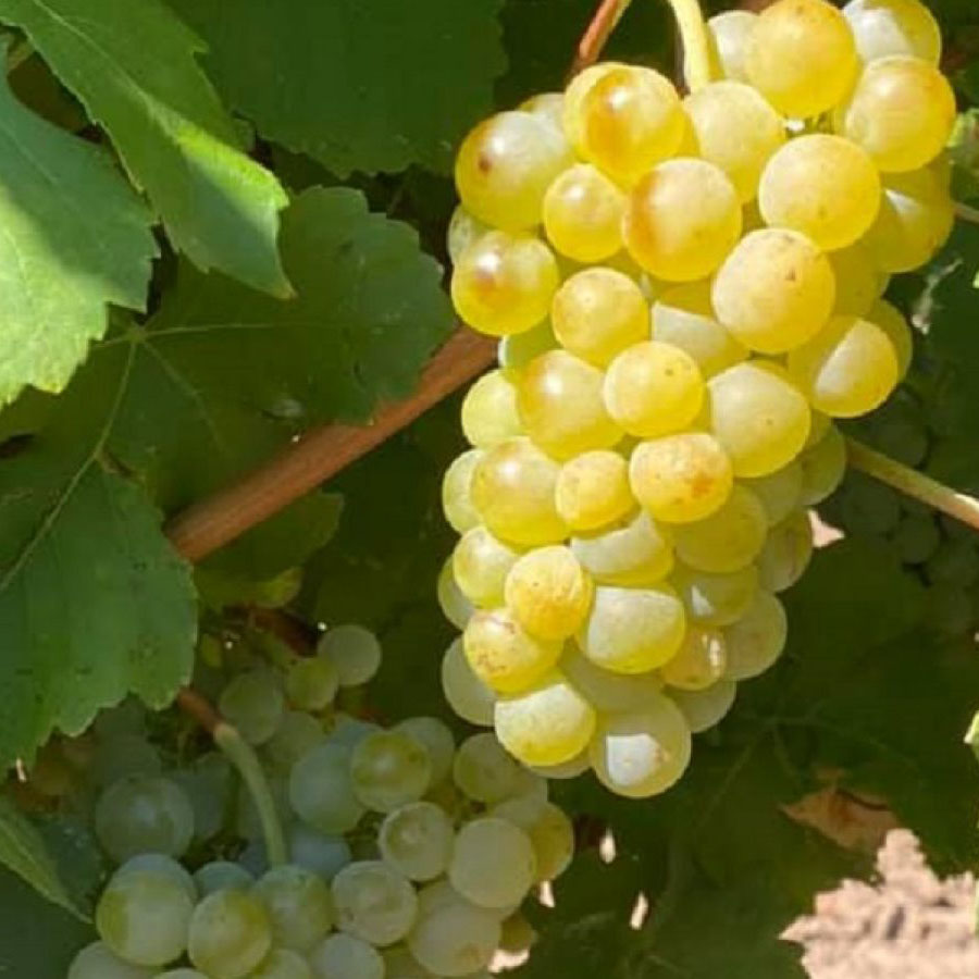 Struguri de vin - Muscat Ottonel